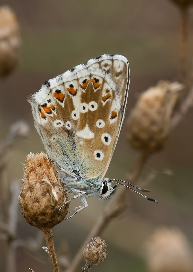 Polyommatus coridon