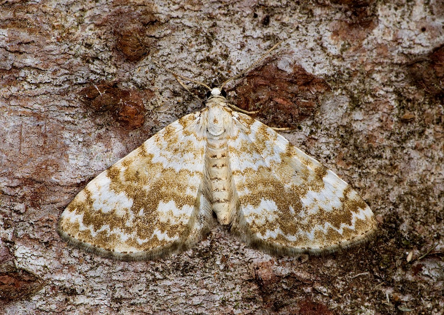 Perizoma flavofasciata