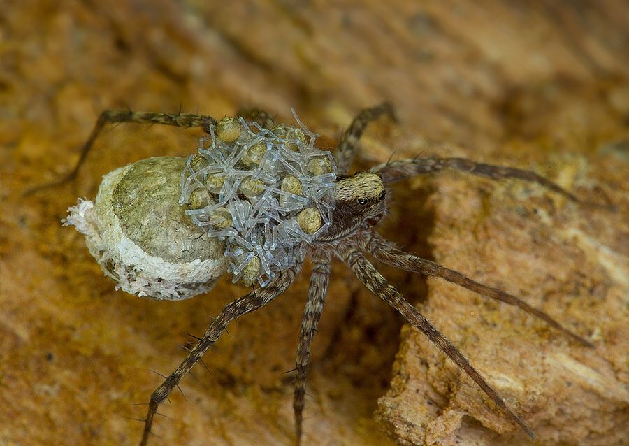 Pardosa cf. lugubris