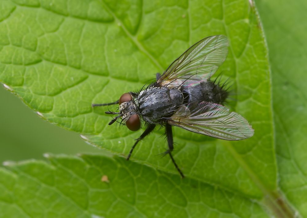 Athrycia trepida