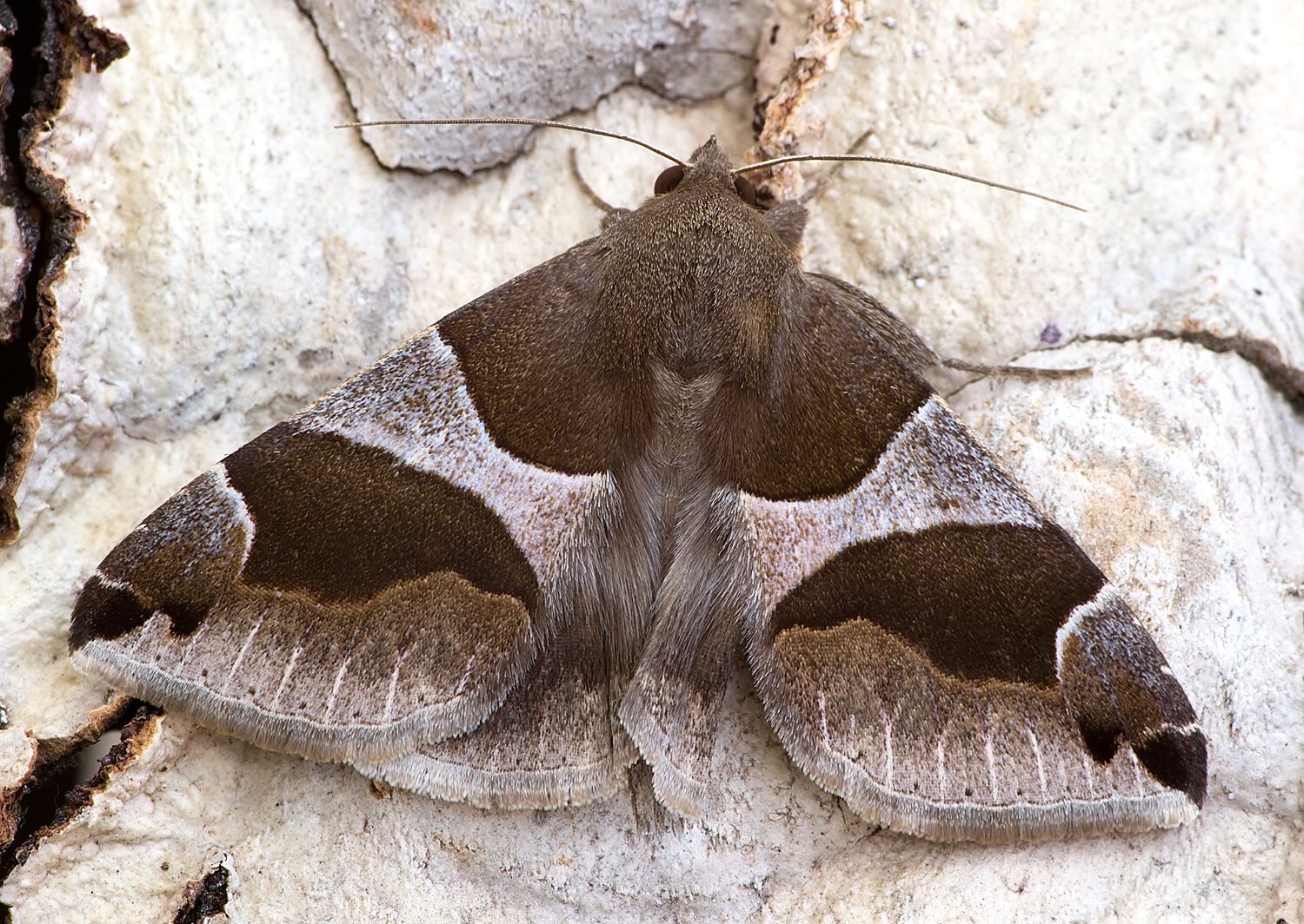 Dysgonia algira