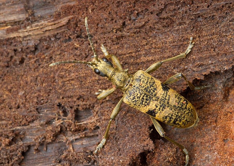 Rhagium mordax