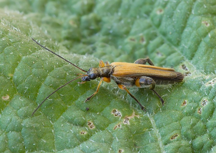 Oedemera podagrariae