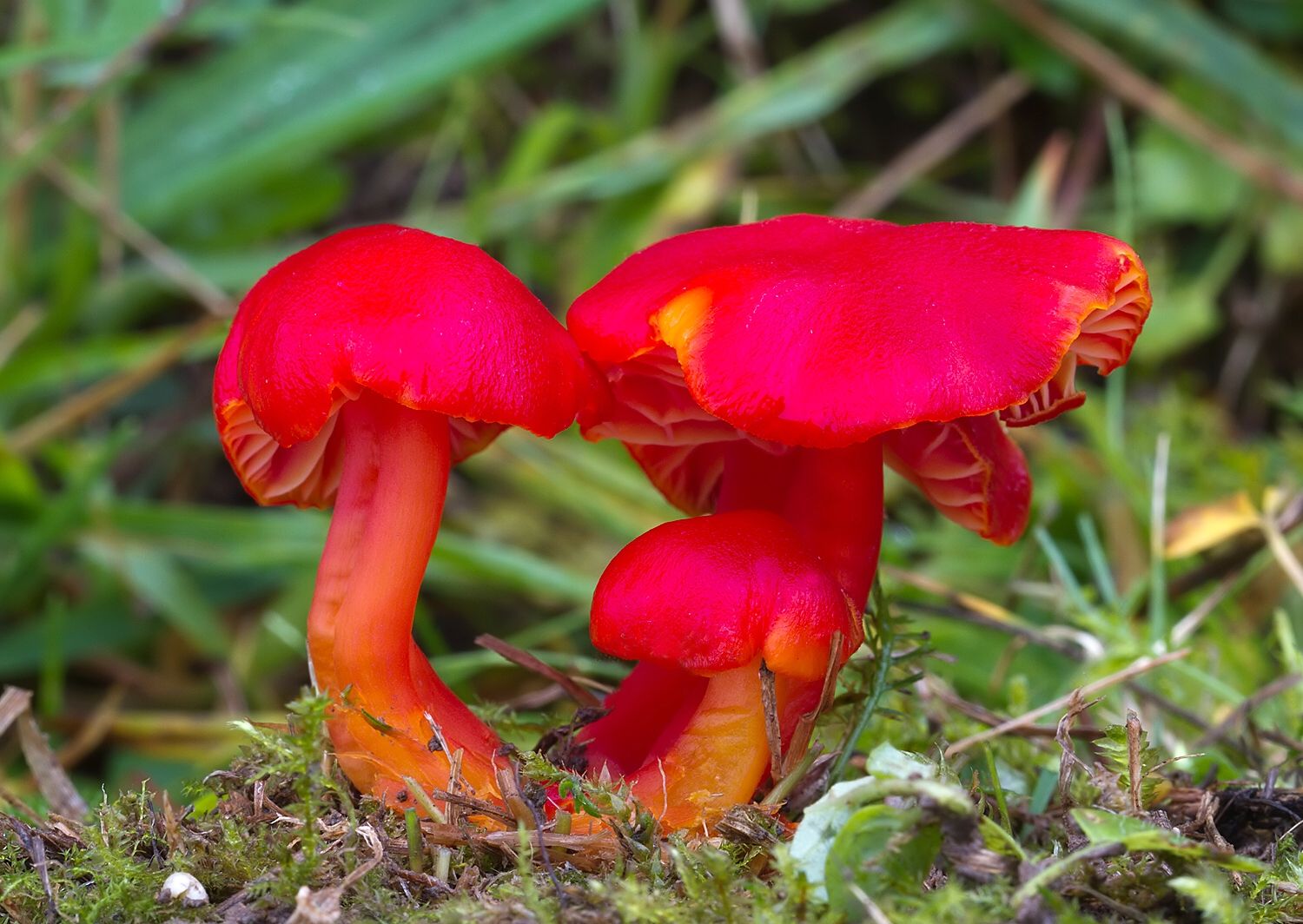 Hygrocybe coccinea