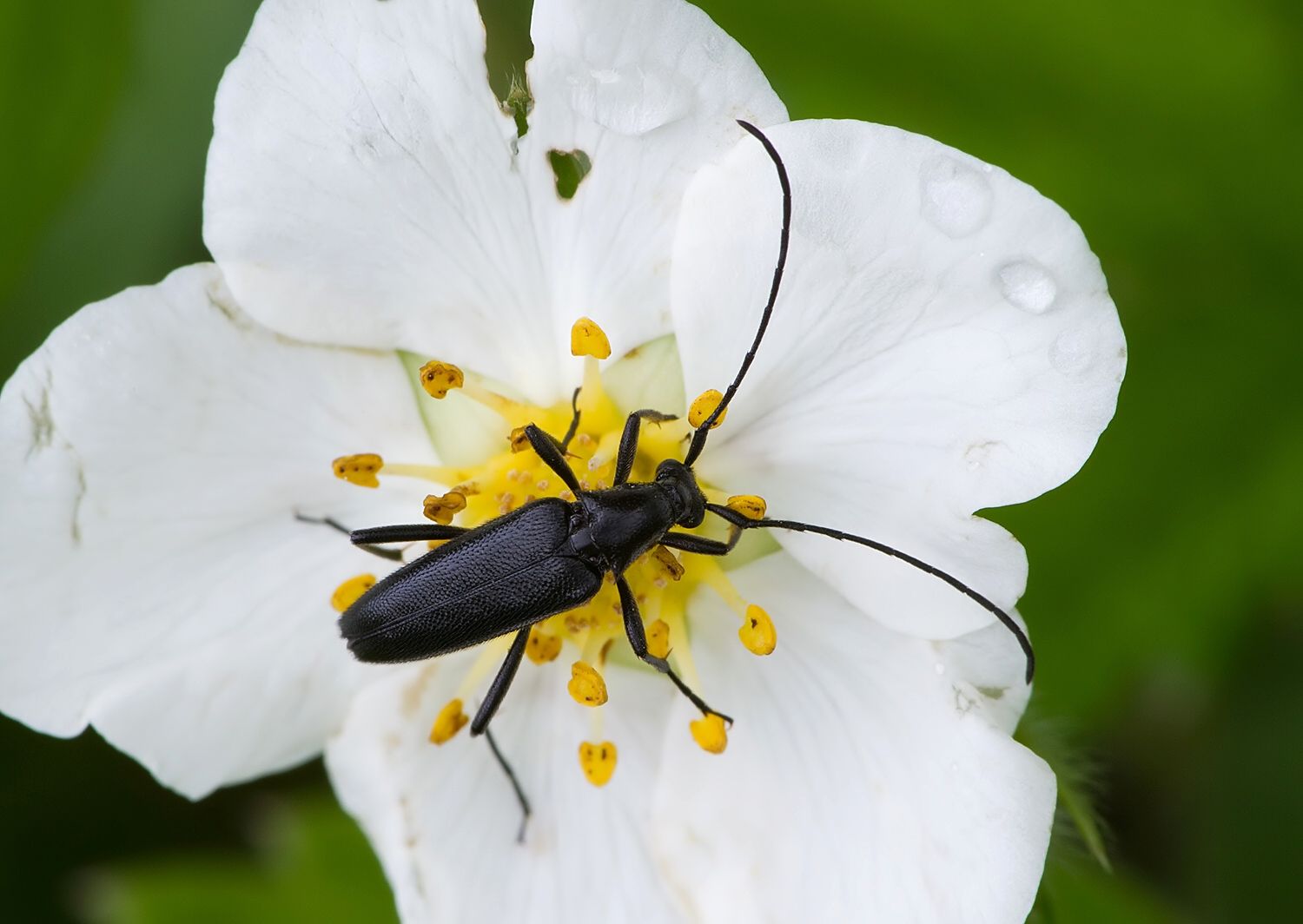 Stenurella nigra
