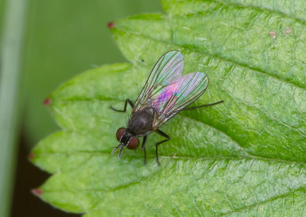 Emmesomyia socia
