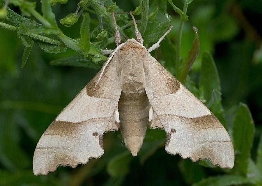 Marumba quercus