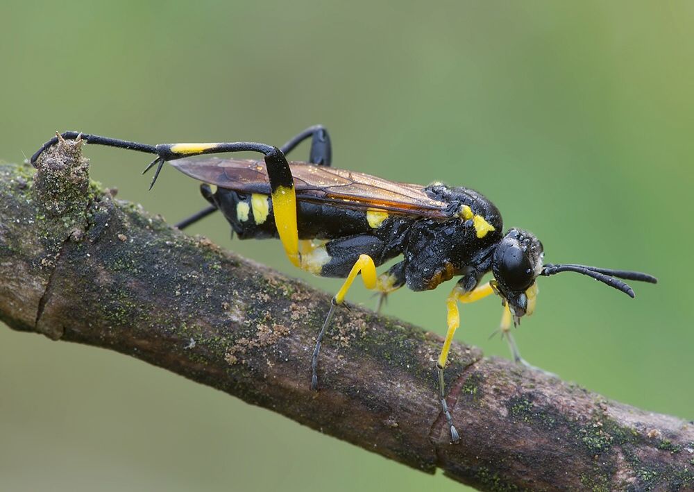 Macrophya montana