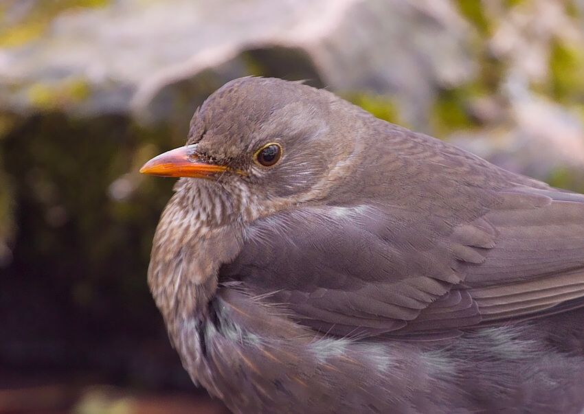 Turdus merula (drozd čierny)