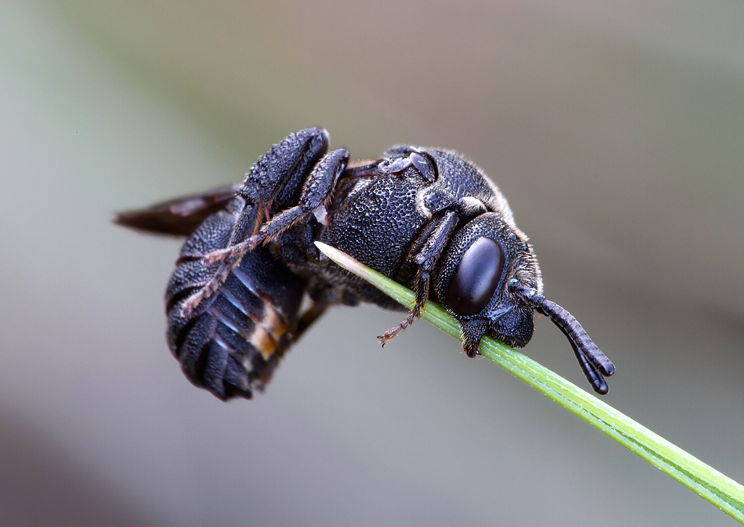 Biastes truncatus