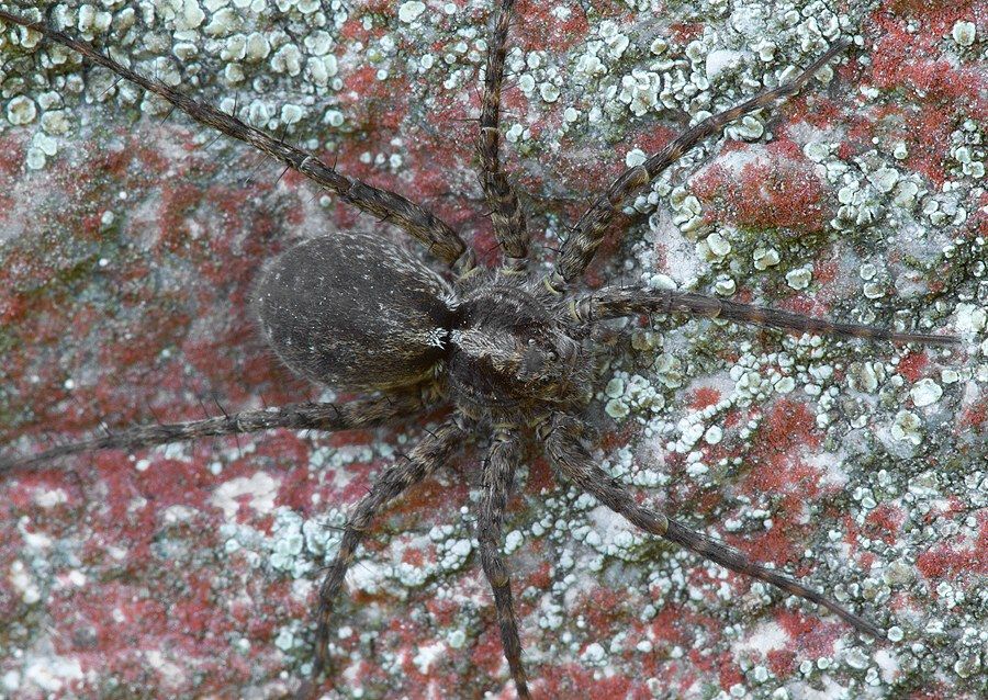 Lycosidae sp.