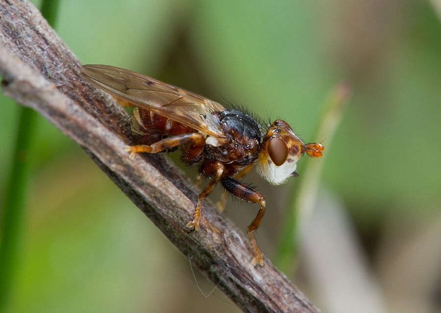 Myopa buccata