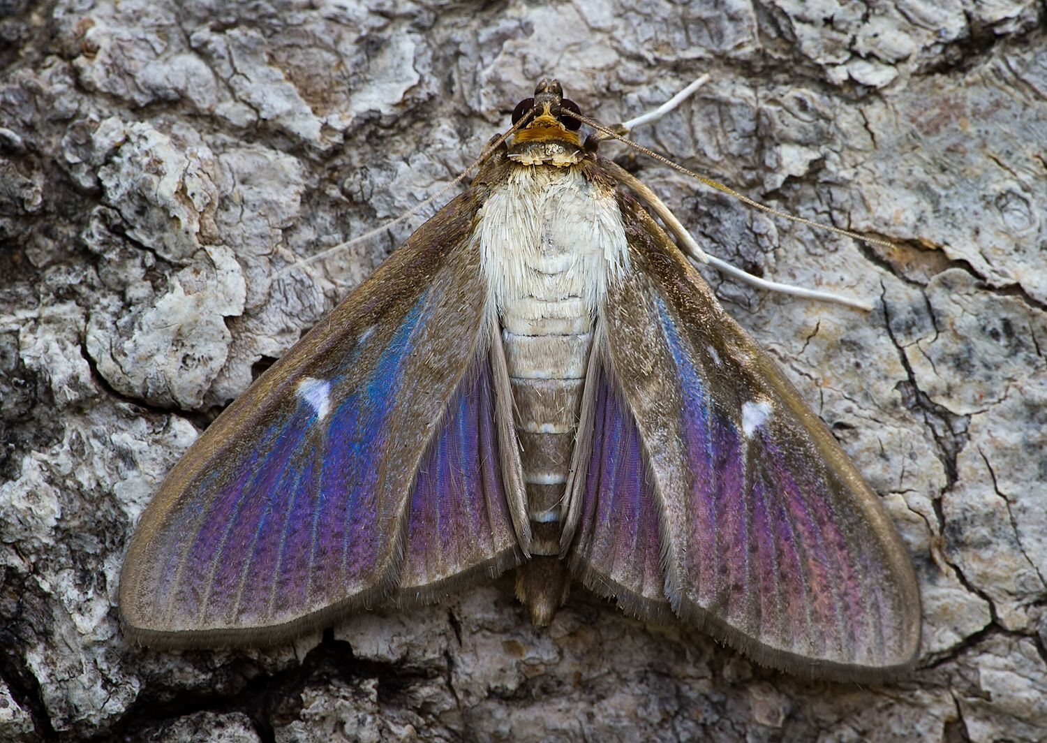 Cydalima perspectalis
