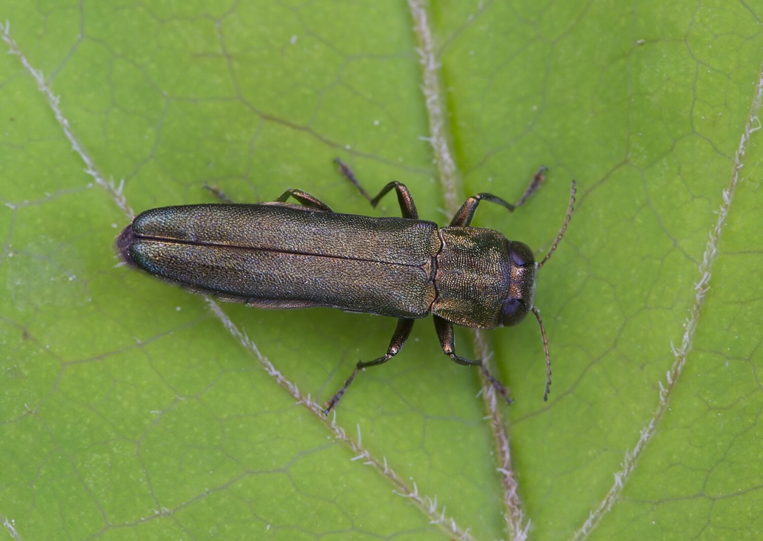 Agrilus sulcicollis