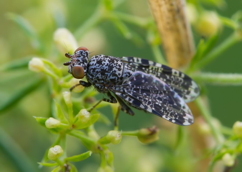 Callopistromyia annulipes