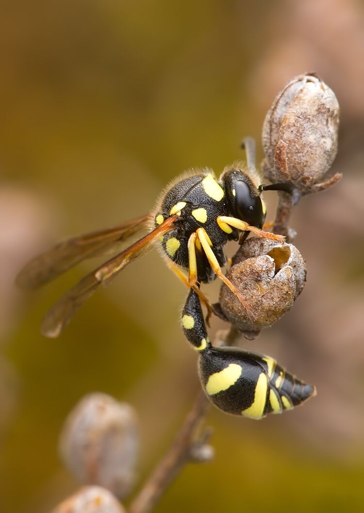 Eumenes pomiformis
