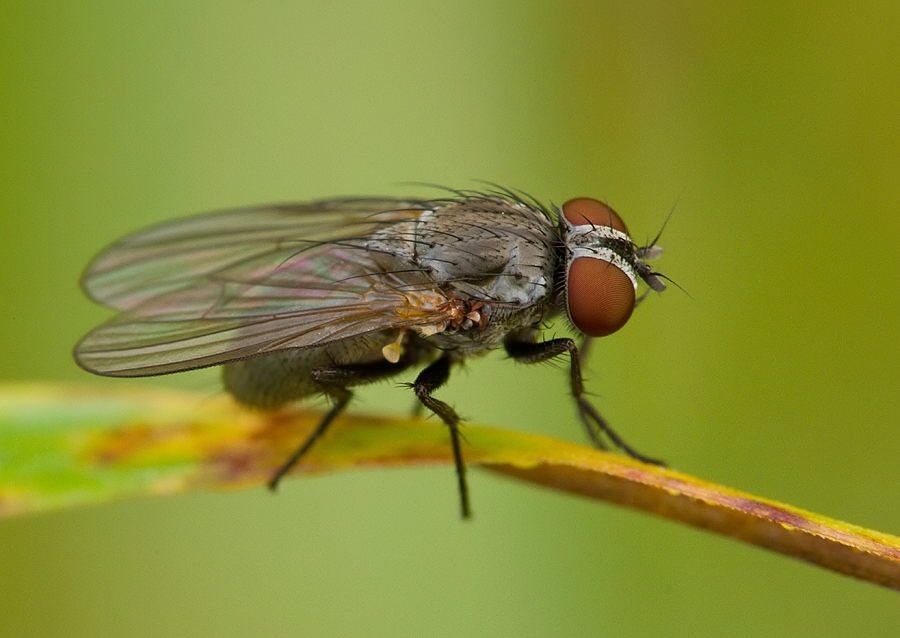 Fannia sp.