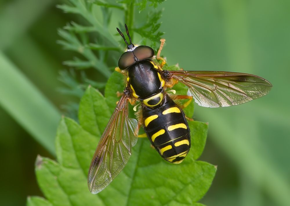 Chrysotoxum festivum