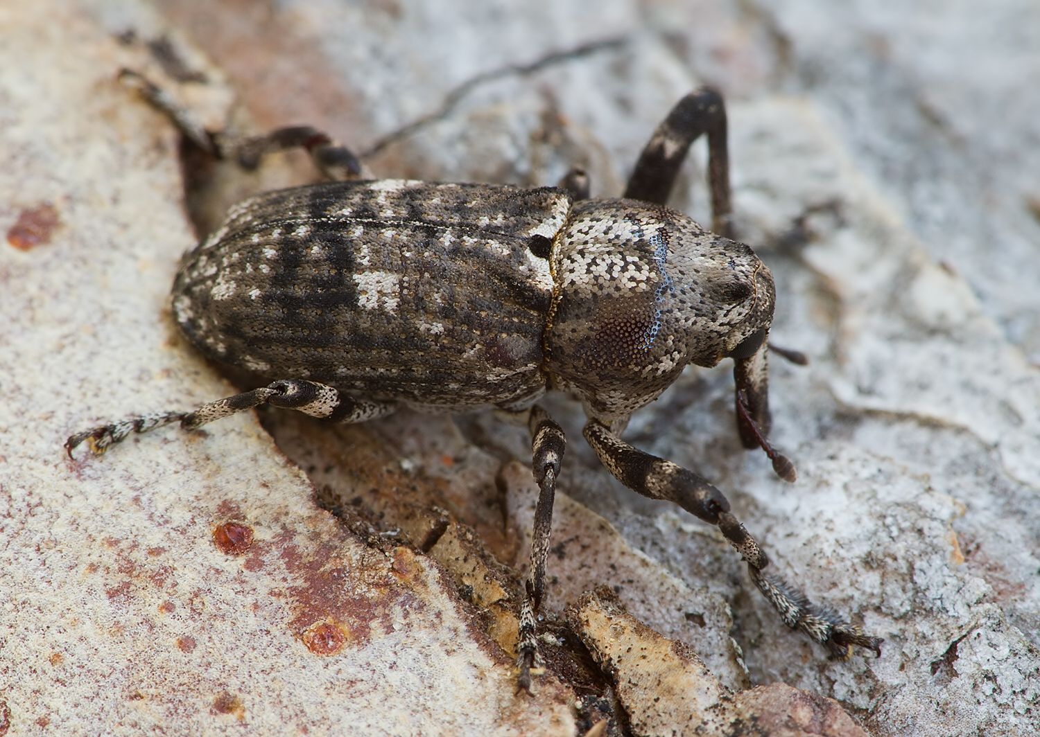 Gasterocercus depressirostris