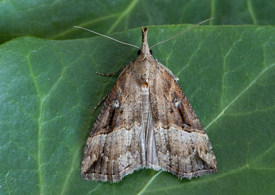 Hypena rostralis