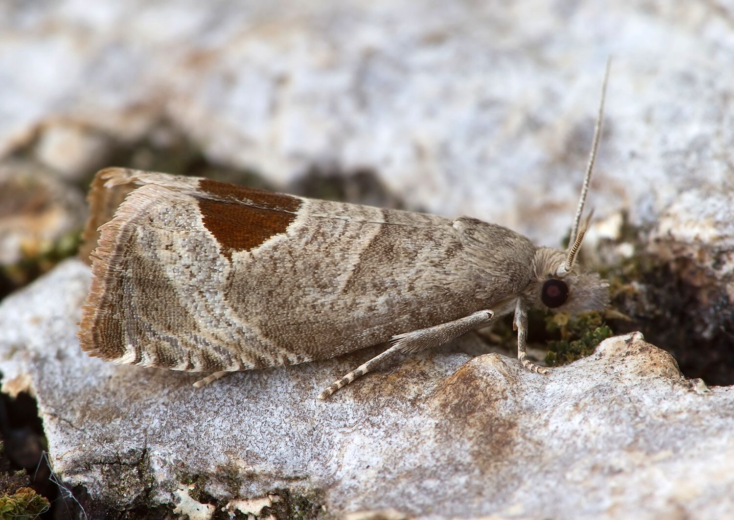 Notocelia uddmanniana
