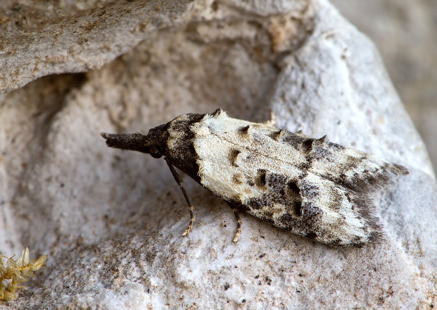Carposina scirrhosella