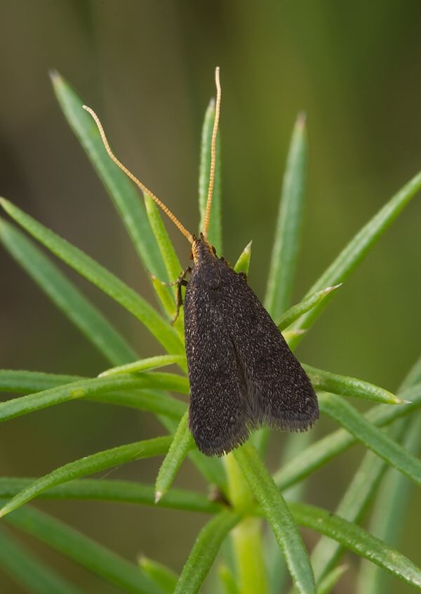 Lecithocera nigrana