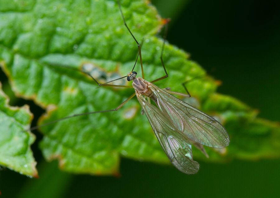 Bolitophila sp.