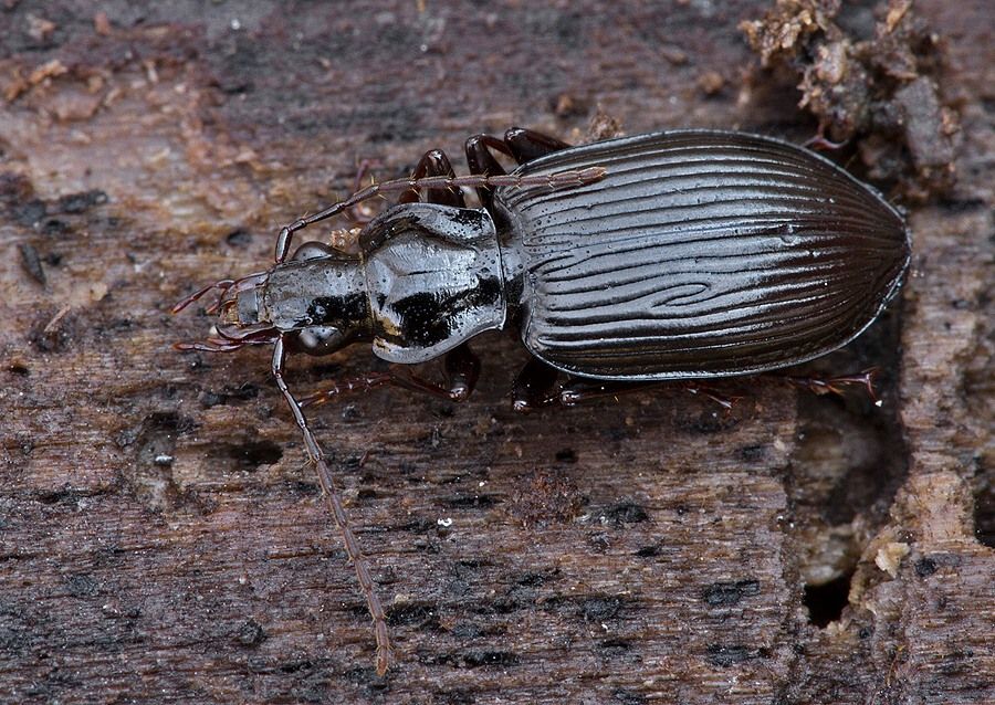 Limodromus assimilis
