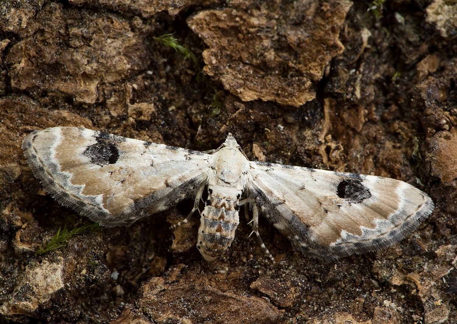 Eupithecia centaureata