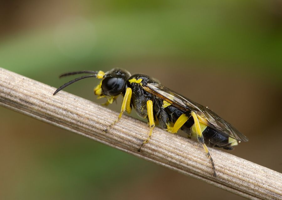 Tenthredo amoena