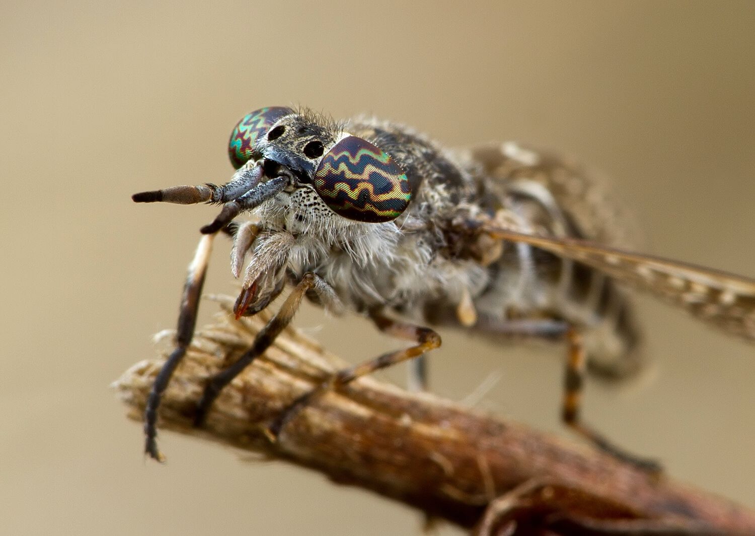 Haematopota italica