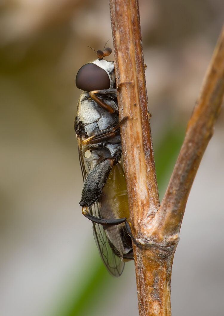 Syritta pipiens