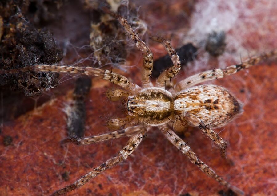 Anyphaena accentuata