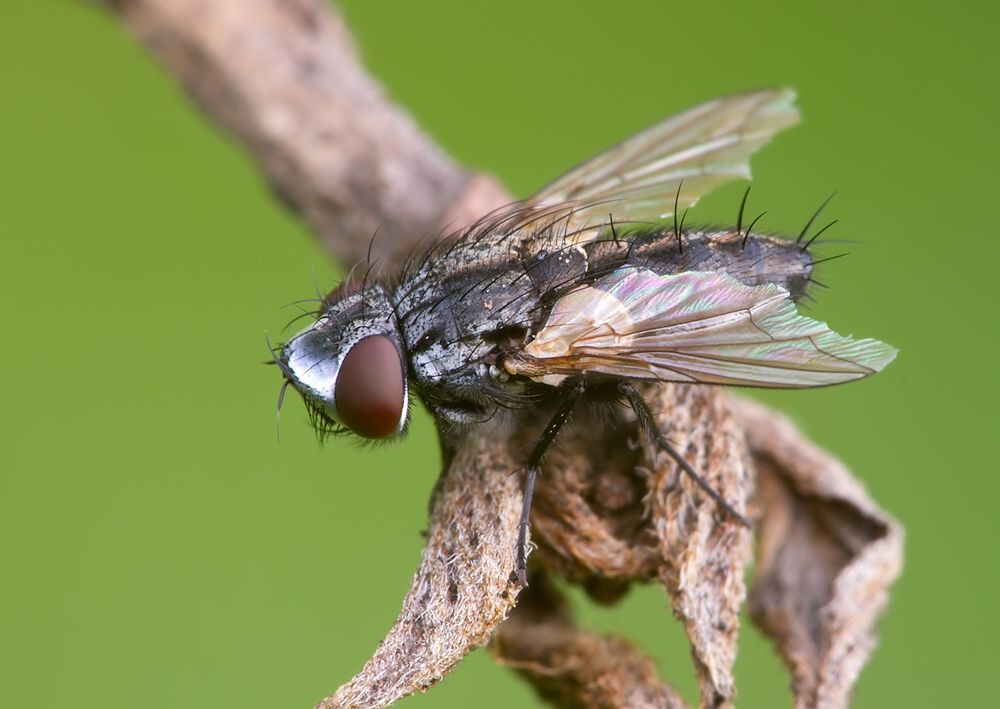 Metopia argyrocephala