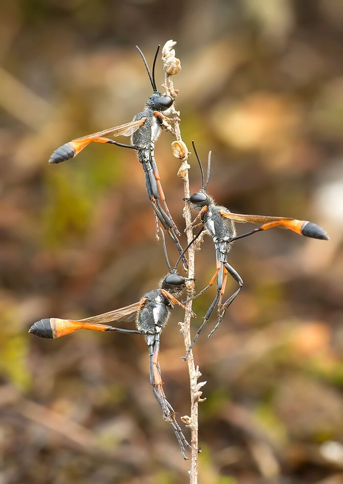 Ammophila heydeni
