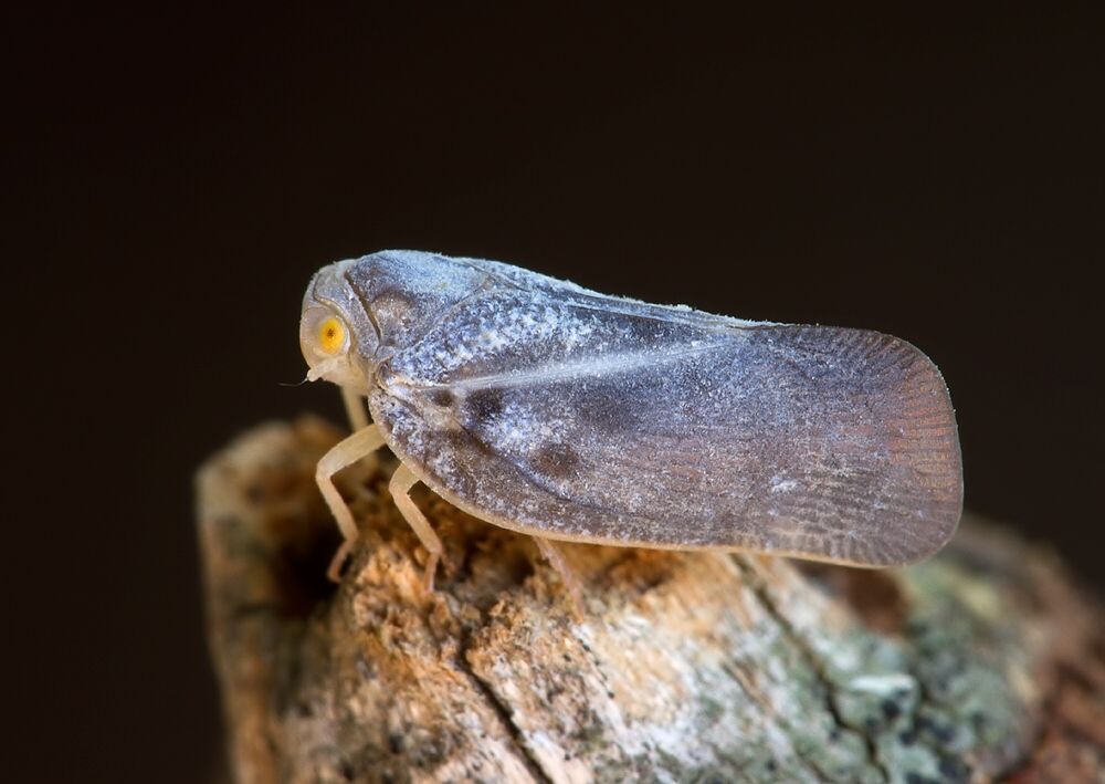 Metcalfa pruinosa