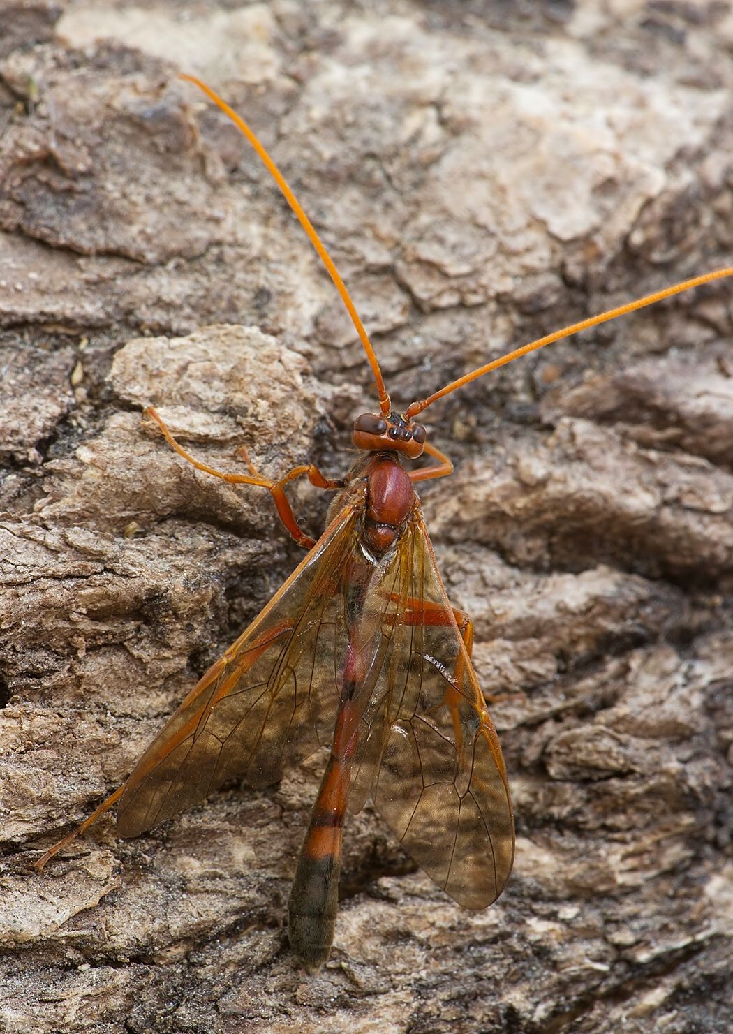 Eremotylus marginatus