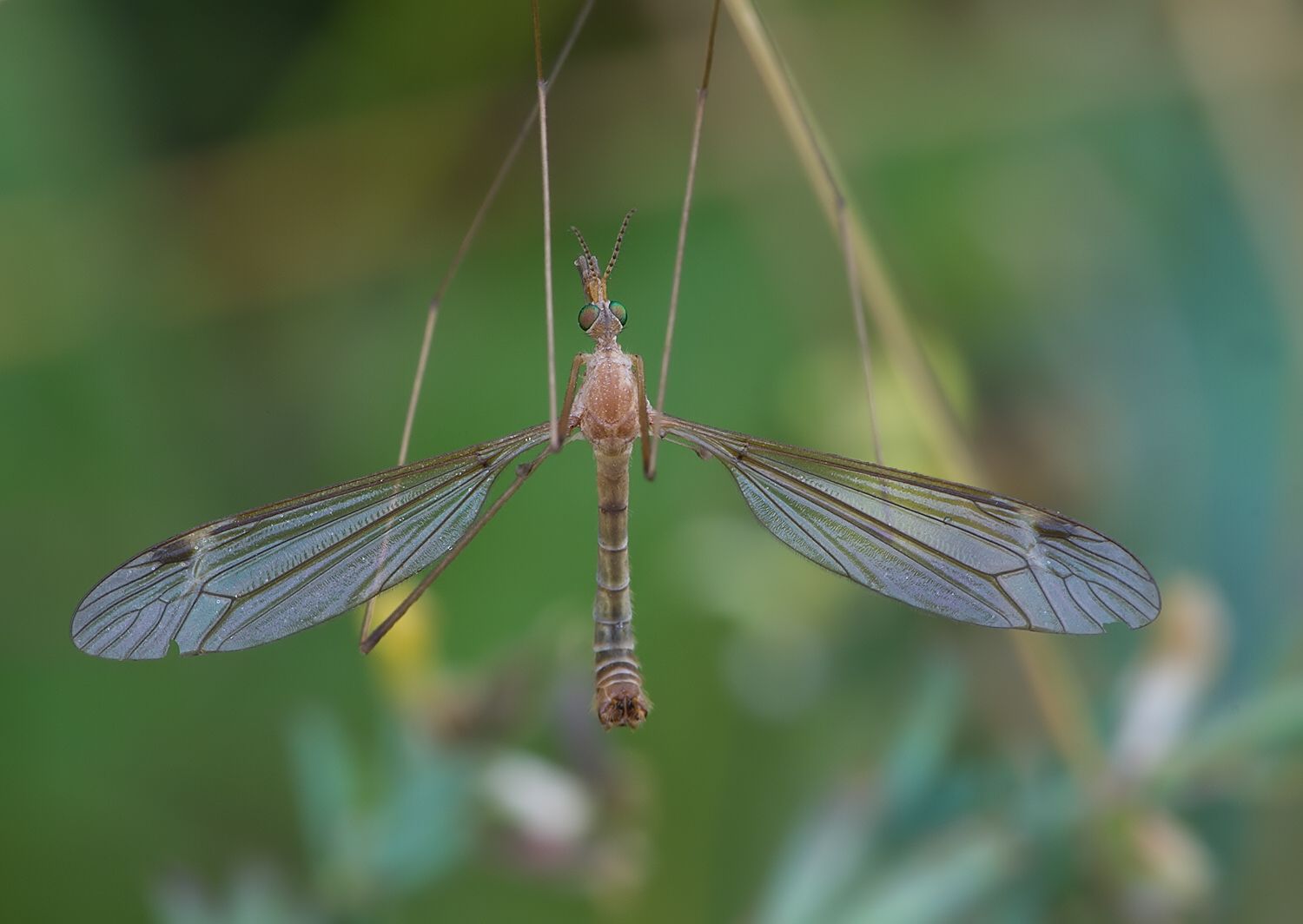Tipula luna
