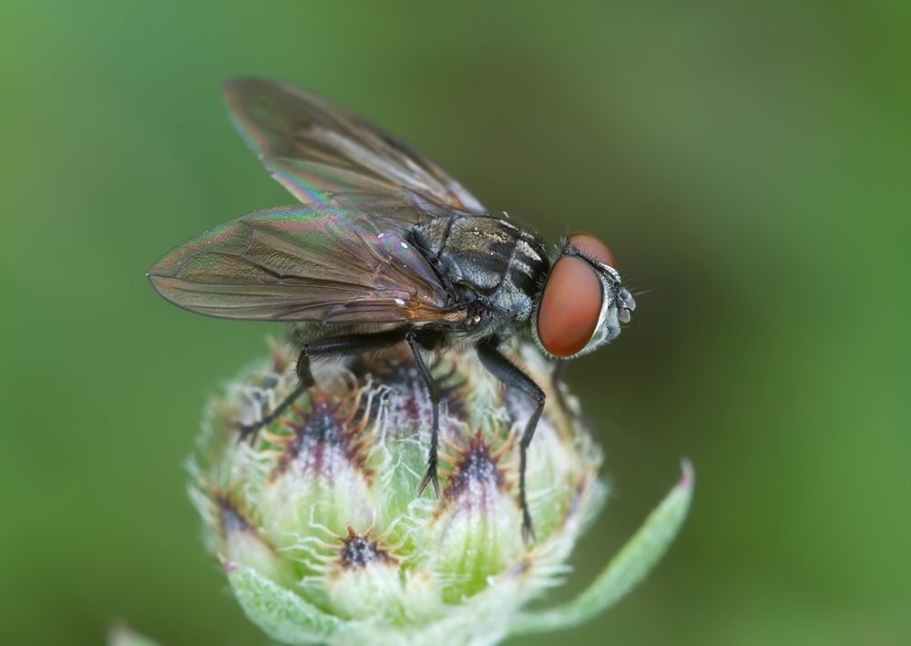 Phasia obesa