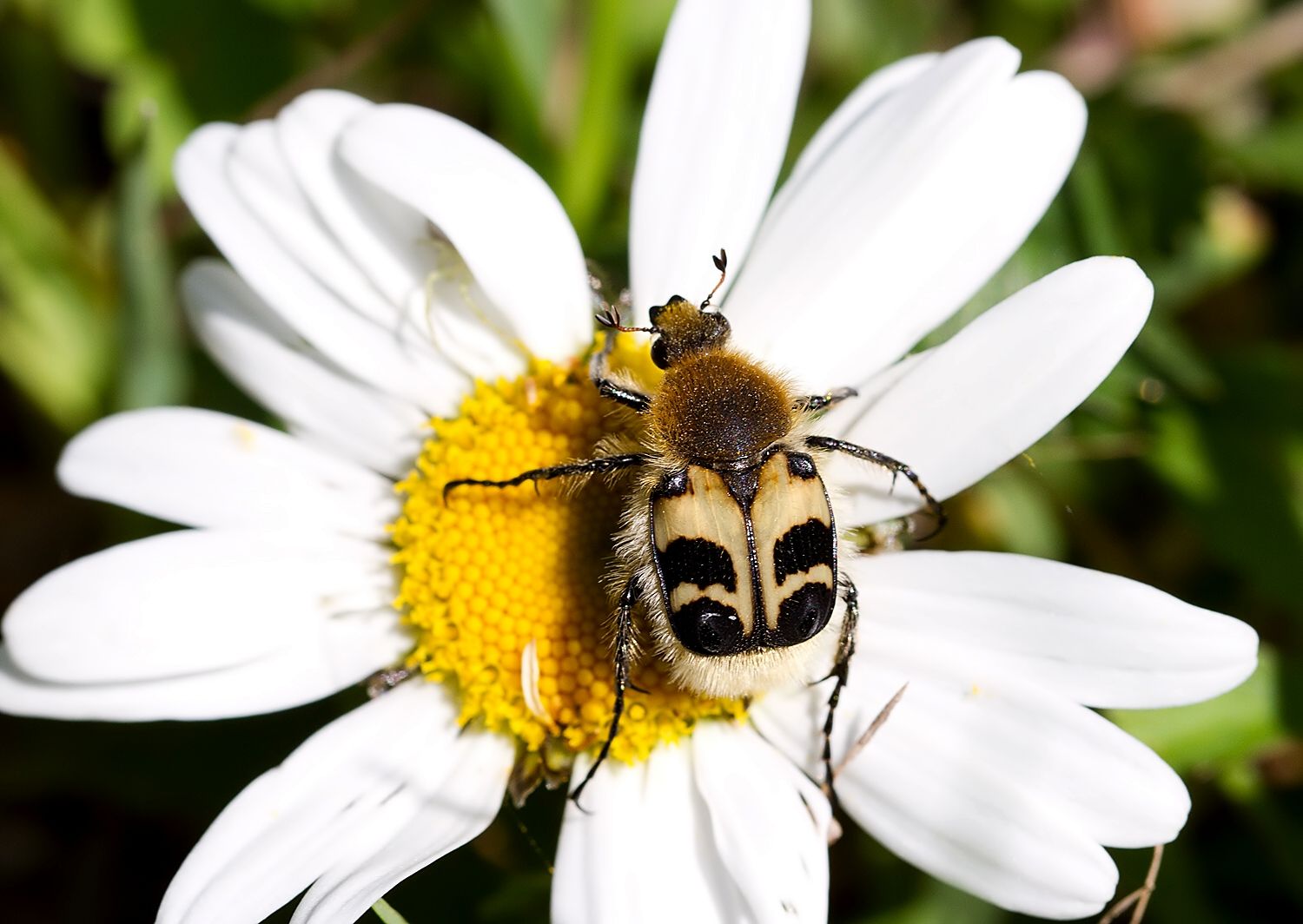 Trichius fasciatus