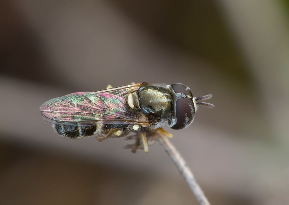 Paragus pecchiolii