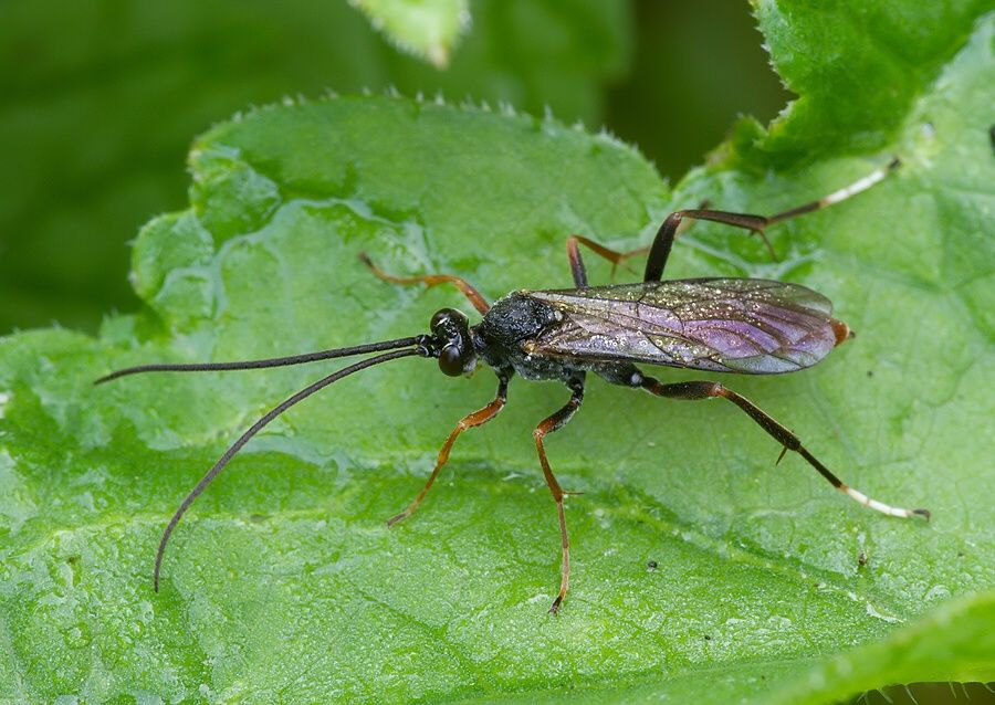 Wroughtonia spinator