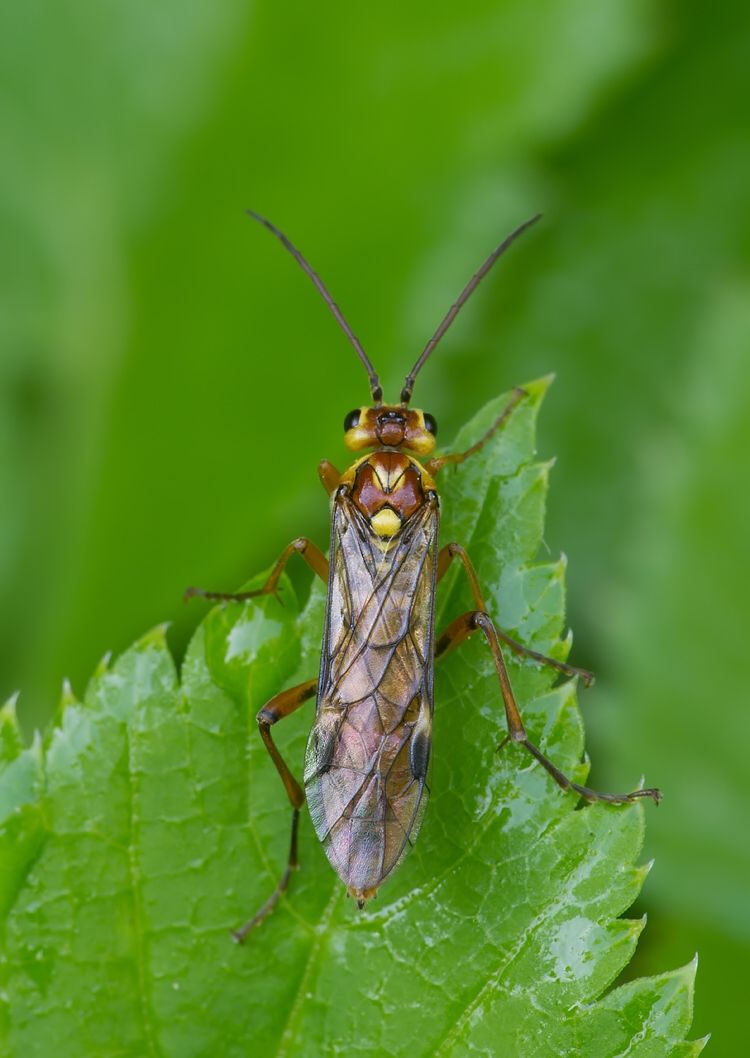 Tenthredopsis nassata