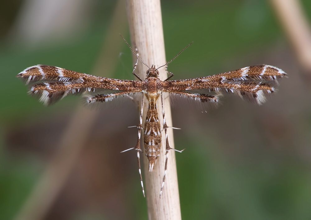 Capperia celeusi