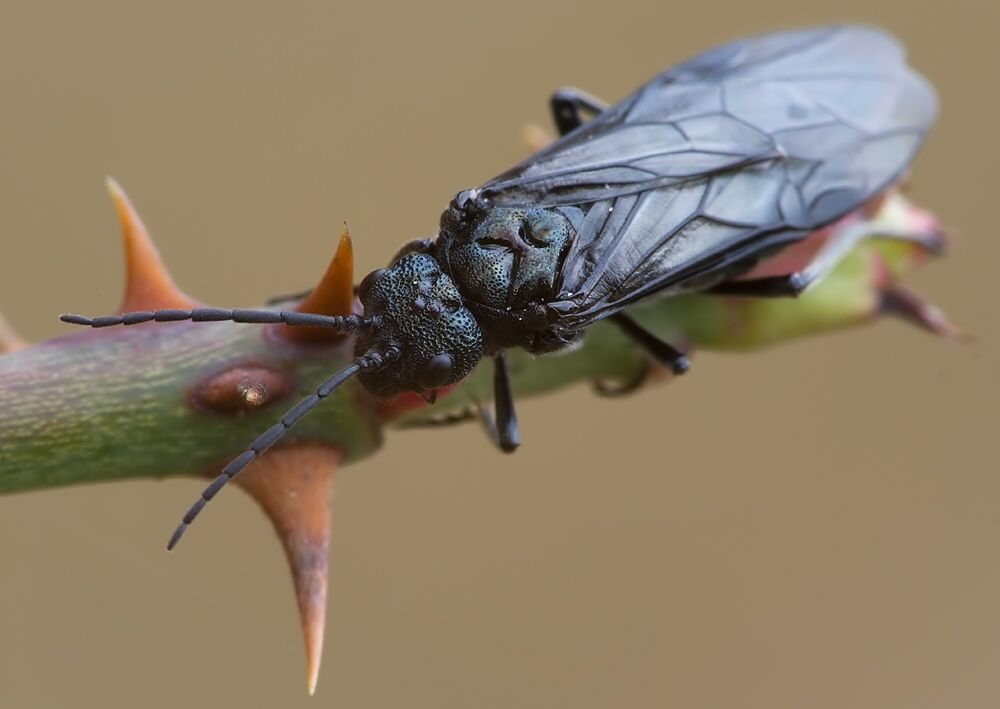 Phymatocera aterrima