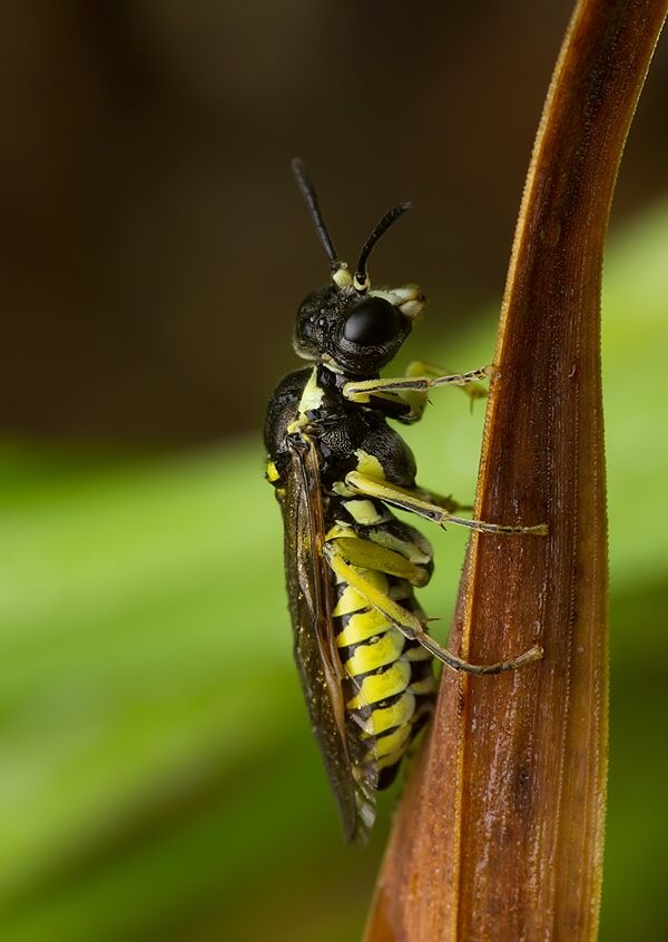 Tenthredo notha