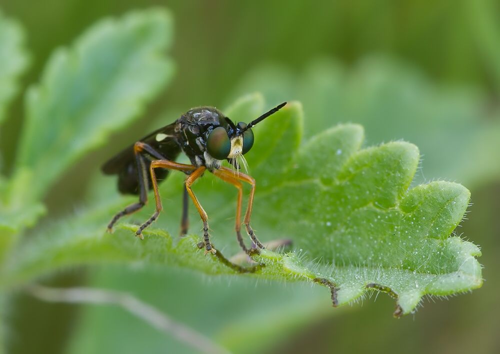 Dioctria longicornis