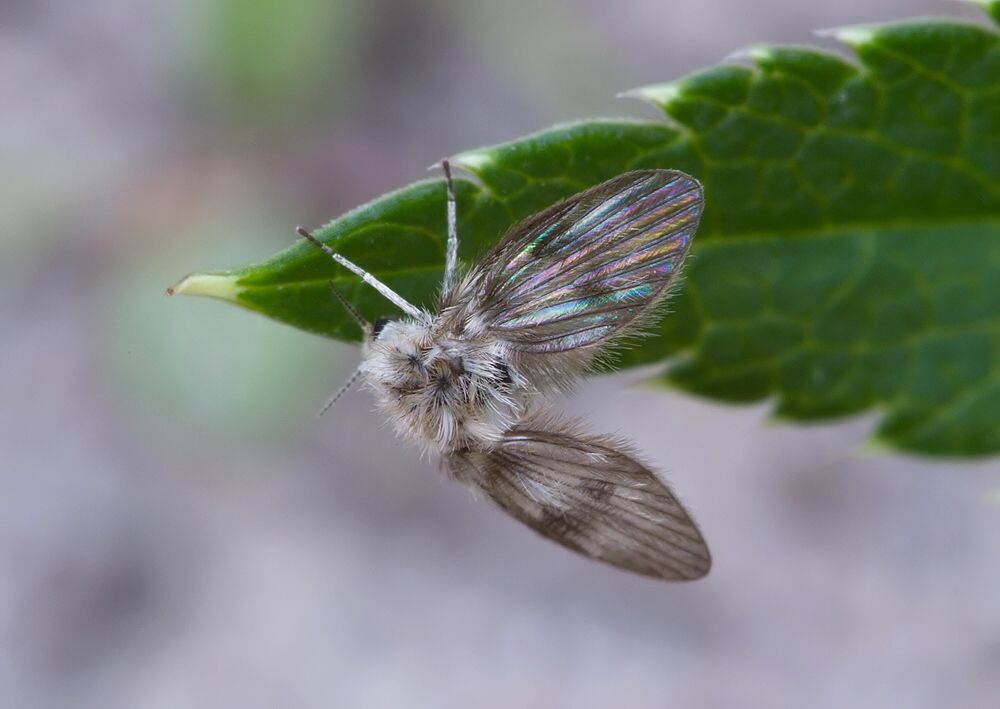 Pericoma blandula cf.