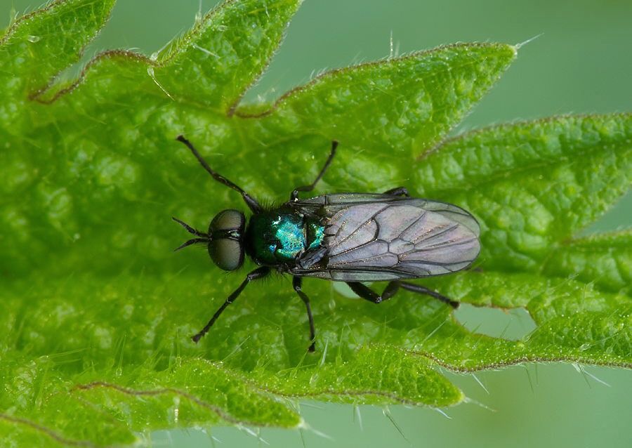 Actina chalybea